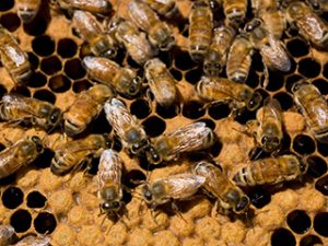Påverkas bina av strålning från mobiler?